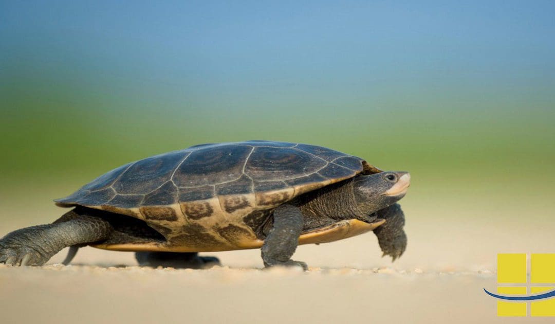 Turtle Friendly Lighting for the US Military